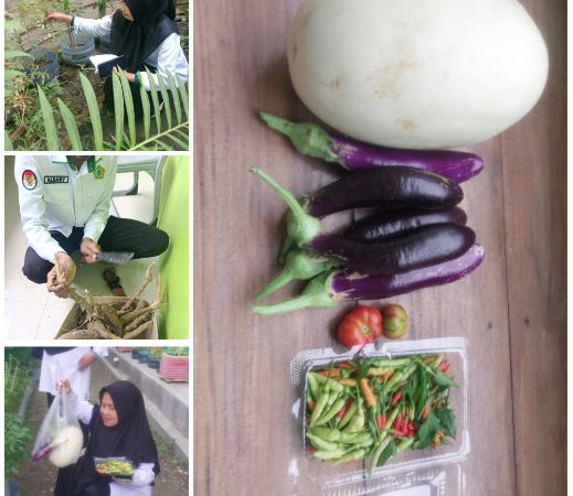 Harmoni Iman dan Alam: MTsN 1 Majene Panen Sayuran Hasil Program Ekoteologi